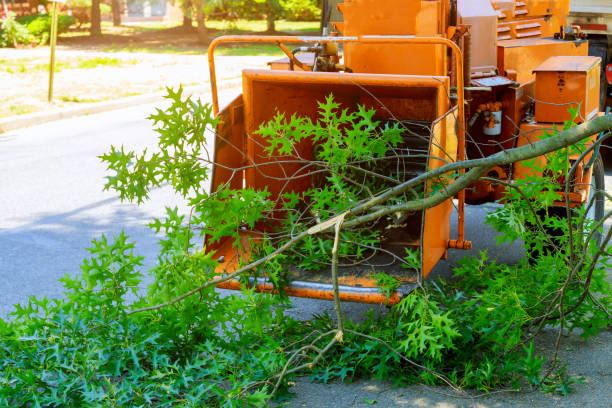 Best Stump Grinding Near Me  in Cincinnati, OH